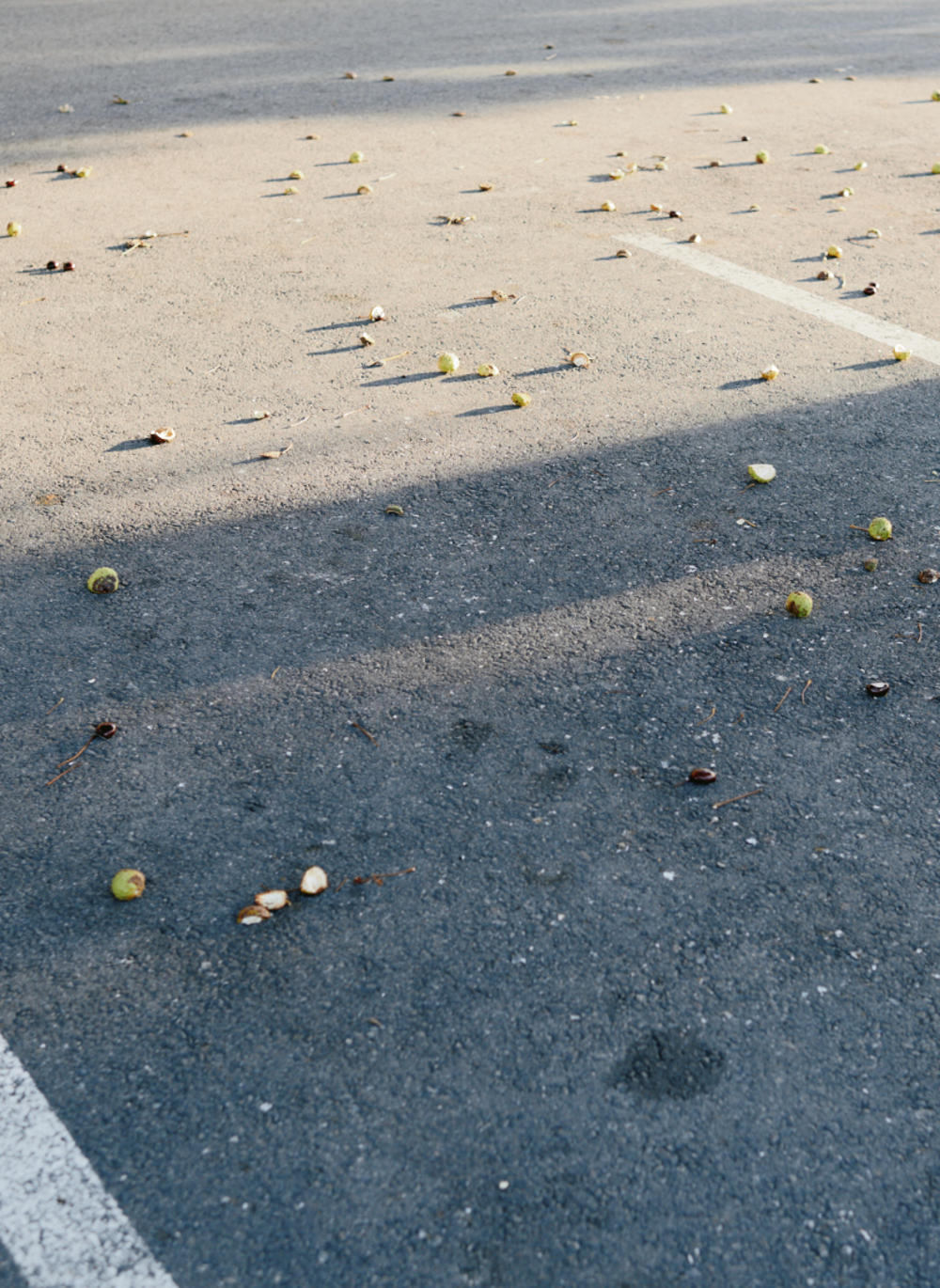 licht sonne baum fotografie architektur